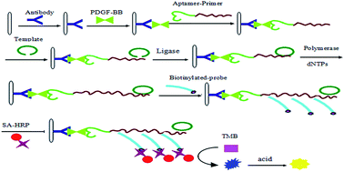 Graphical abstract: Aptamer and rolling circle amplification-involved sandwich assay for platelet-derived growth factor-BB with absorbance analysis