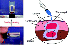 Graphical abstract: Comparative studies of thermogels in preventing post-operative adhesions and corresponding mechanisms