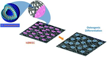 Graphical abstract: Immobilization of bioactive factor-loaded liposomes on the surface of electrospun nanofibers targeting tissue engineering