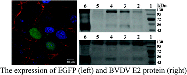 Graphical abstract: Cellulose-based polyelectrolyte complex nanoparticles for DNA vaccine delivery