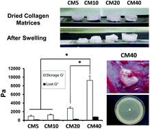 Graphical abstract: Evaluation of dense collagen matrices as medicated wound dressing for the treatment of cutaneous chronic wounds