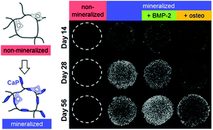 Graphical abstract: Mineralized collagen scaffolds induce hMSC osteogenesis and matrix remodeling
