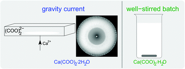 Graphical abstract: Self-organization of calcium oxalate by flow-driven precipitation