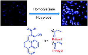 Graphical abstract: Selective homocysteine turn-on fluorescent probes and their bioimaging applications
