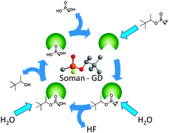 Graphical abstract: Tripodal molecules for the promotion of phosphoester hydrolysis
