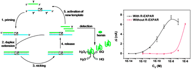 Graphical abstract: Reporter-triggered isothermal exponential amplification strategy in ultrasensitive homogeneous label-free electrochemical nucleic acid biosensing