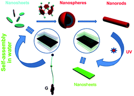 Graphical abstract: A pillar[6]arene-based UV-responsive supra-amphiphile: synthesis, self-assembly, and application in dispersion of multiwalled carbon nanotubes in water