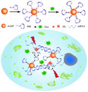 Graphical abstract: A tumour mRNA-triggered nanocarrier for multimodal cancer cell imaging and therapy