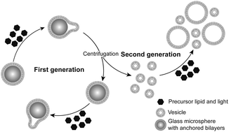 Graphical abstract: Transmission of photo-catalytic function in a self-replicating chemical system: in situ amphiphile production over two protocell generations