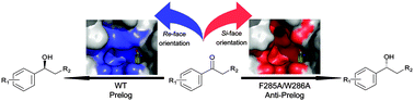 Graphical abstract: Unconserved substrate-binding sites direct the stereoselectivity of medium-chain alcohol dehydrogenase