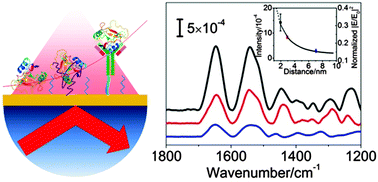 Graphical abstract: Distance-determined sensitivity in attenuated total reflection-surface enhanced infrared absorption spectroscopy: aptamer–antigen compared to antibody–antigen