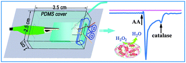 Graphical abstract: A disposable indium-tin-oxide sensor modified by gold nanorod–chitosan nanocomposites for the detection of H2O2 in cancer cells