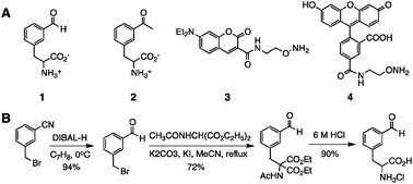 Graphical abstract: A genetically encoded aldehyde for rapid protein labelling