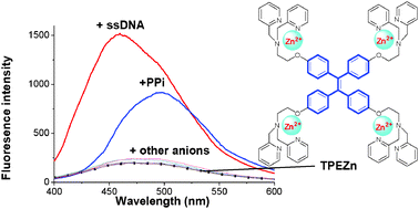 Graphical abstract: A tetraphenylethene-based zinc complex as a sensitive DNA probe by coordination interaction