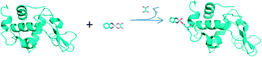 Graphical abstract: The X-ray structure of the complex formed in the reaction between oxaliplatin and lysozyme