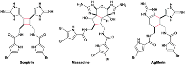 Graphical abstract: Dimeric pyrrole–imidazole alkaloids: synthetic approaches and biosynthetic hypotheses