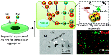 Graphical abstract: Intracellular gold nanoparticle aggregation and their potential applications in photodynamic therapy