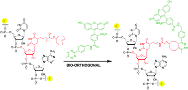 Graphical abstract: Site-specific fluorescence labelling of RNA using bio-orthogonal reaction of trans-cyclooctene and tetrazine