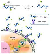 Graphical abstract: A hyaluronic acid–methotrexate conjugate for targeted therapy of rheumatoid arthritis