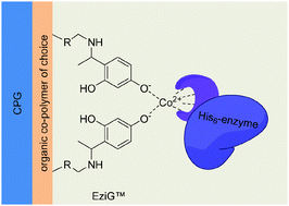 Graphical abstract: A general protein purification and immobilization method on controlled porosity glass: biocatalytic applications