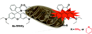 Graphical abstract: Mitochondria-targeted colorimetric and fluorescent probes for hypochlorite and their applications for in vivo imaging