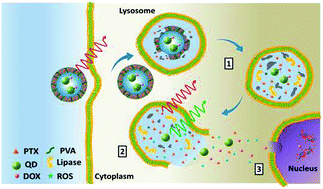 Graphical abstract: Synergistic combination therapy using a lipid shell–droplet core nanosphere with tunable thickness