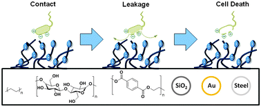 Graphical abstract: Durable defense: robust and varied attachment of non-leaching poly“-onium” bactericidal coatings to reactive and inert surfaces