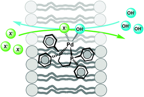 Graphical abstract: Anion transport across phospholipid membranes mediated by a diphosphine–Pd(ii) complex