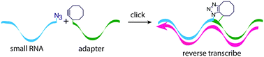 Graphical abstract: Reverse transcription through a bulky triazole linkage in RNA: implications for RNA sequencing