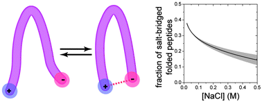 Graphical abstract: Effect of salt on the formation of salt-bridges in β-hairpin peptides