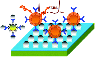 Graphical abstract: A femtogram level competitive immunoassay of mercury(ii) based on surface-enhanced Raman spectroscopy
