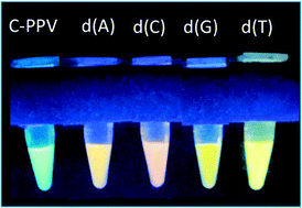 Graphical abstract: DNA sequence-dependent photoluminescence enhancement in a cationic conjugated polyelectrolyte