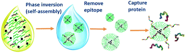 Graphical abstract: Epitope imprinted polyethersulfone beads by self-assembly for target protein capture from the plasma proteome