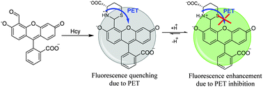 Graphical abstract: Differences in heterocycle basicity distinguish homocysteine from cysteine using aldehyde-bearing fluorophores