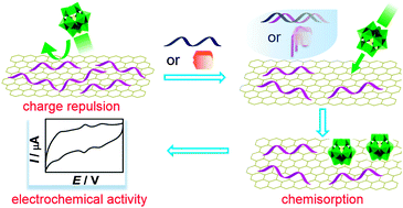 Graphical abstract: A phosphomolybdic acid anion probe-based label-free, stable and simple electrochemical biosensing platform