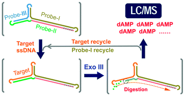 Graphical abstract: A label-free double-amplification system for sensitive detection of single-stranded DNA and thrombin by liquid chromatography-mass spectrometry