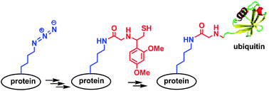 Graphical abstract: Native chemical ubiquitination using a genetically incorporated azidonorleucine