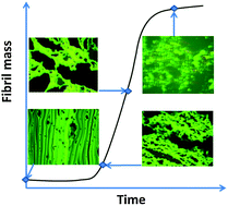 Graphical abstract: epi-Fluorescence imaging at the air–water interface of fibrillization of bovine serum albumin and human insulin