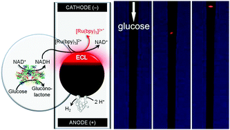 Graphical abstract: Electrochemiluminescent swimmers for dynamic enzymatic sensing