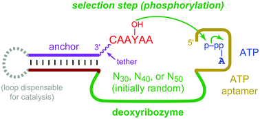 Graphical abstract: A modular tyrosine kinase deoxyribozyme with discrete aptamer and catalyst domains