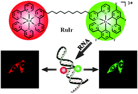 Graphical abstract: A heterodinuclear RuIr metal complex for direct imaging of rRNA in living cells