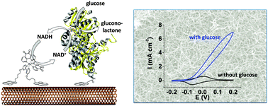 Graphical abstract: Non-covalent double functionalization of carbon nanotubes with a NADH oxidation Ru(ii)-based molecular catalyst and a NAD-dependent glucose dehydrogenase
