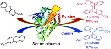 Graphical abstract: Mammalian serum albumins as a chiral mediator library for bio-supramolecular photochirogenesis: optimizing enantiodifferentiating photocyclodimerization of 2-anthracenecarboxylate