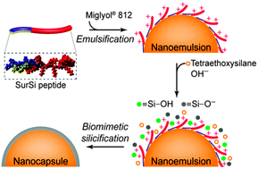 Graphical abstract: Emulsion-templated silica nanocapsules formed using bio-inspired silicification