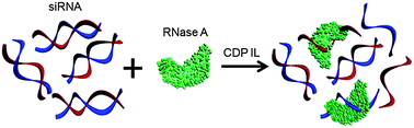 Graphical abstract: Biological stability and activity of siRNA in ionic liquids