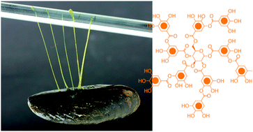 Graphical abstract: Gels and threads: mussel-inspired one-pot route to advanced responsive materials
