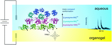 Graphical abstract: Fingerprinting the tertiary structure of electroadsorbed lysozyme at soft interfaces by electrostatic spray ionization mass spectrometry