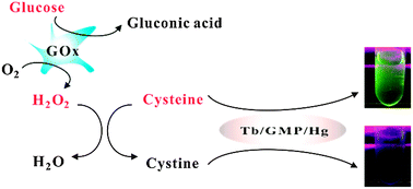 Graphical abstract: Time-resolved probes and oxidase-based biosensors using terbium(iii)–guanosine monophosphate–mercury(ii) coordination polymer nanoparticles