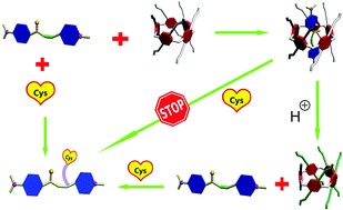 Graphical abstract: Acidic microenvironment triggered release of a Cys probe from the cavity of a water-soluble pillar[5]arene