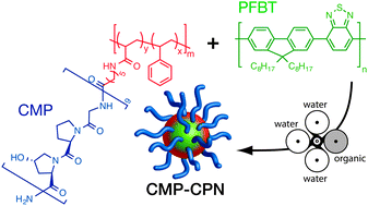 Graphical abstract: Conducting polymer nanoparticles decorated with collagen mimetic peptides for collagen targeting